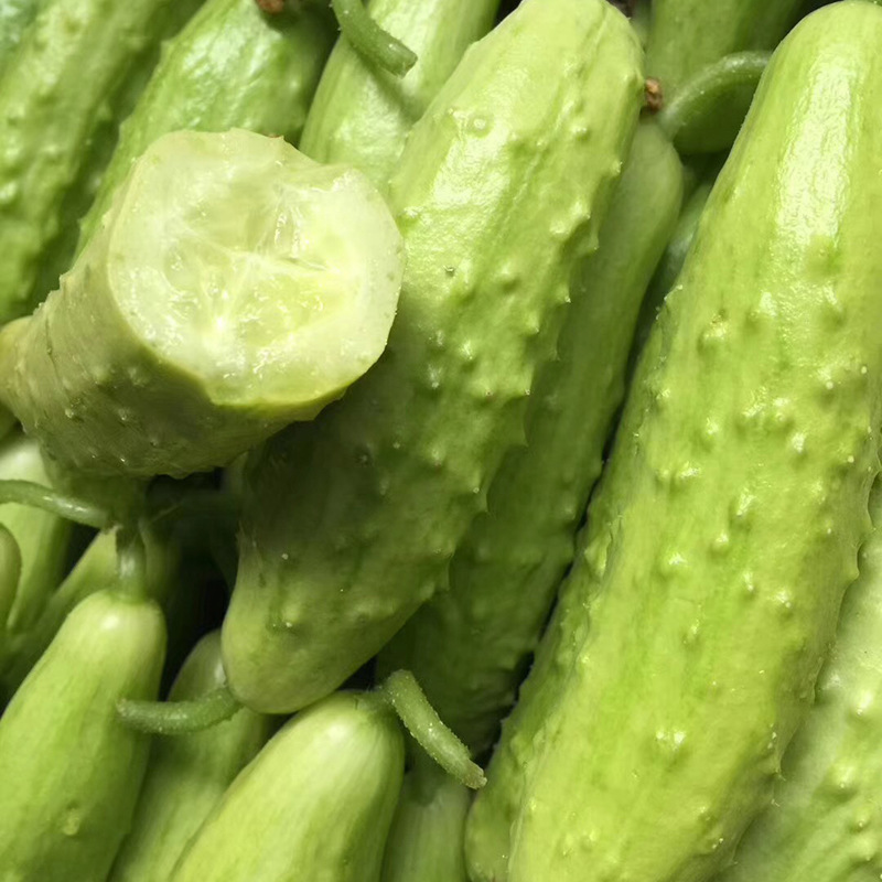 海阳牛奶白玉黄瓜山东海阳特产新鲜蔬菜应季果蔬农家现摘现发4斤