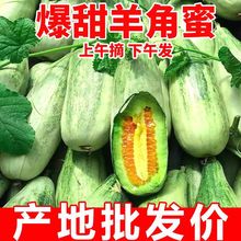 羊角蜜低价山东蜜甜瓜新鲜孕妇水果应季现摘头茬香瓜蜜瓜脆瓜代发