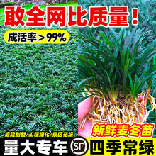 日本矮麦冬草苗耐寒别墅庭院园林绿化草坪植物带土麦冬草苗玉龙草