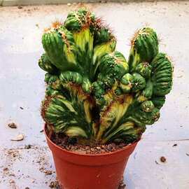 稀紫云山有影防辐射罗汉山影盆栽花卉云太湖绿植仙人掌山影锦