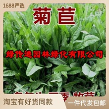 菊苣种籽大叶多年生兔子草种猪牛鱼鸡鸭鹅爱吃的养殖四季牧草种子