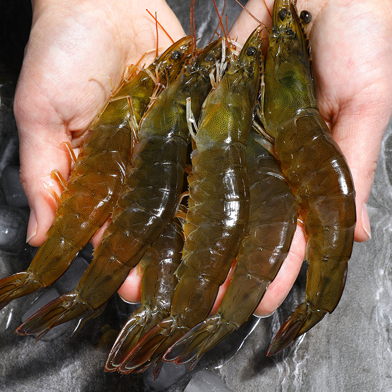 大虾新鲜野生对虾鲜活基围虾海捕活虾青虾明虾大海虾海鲜水产包邮