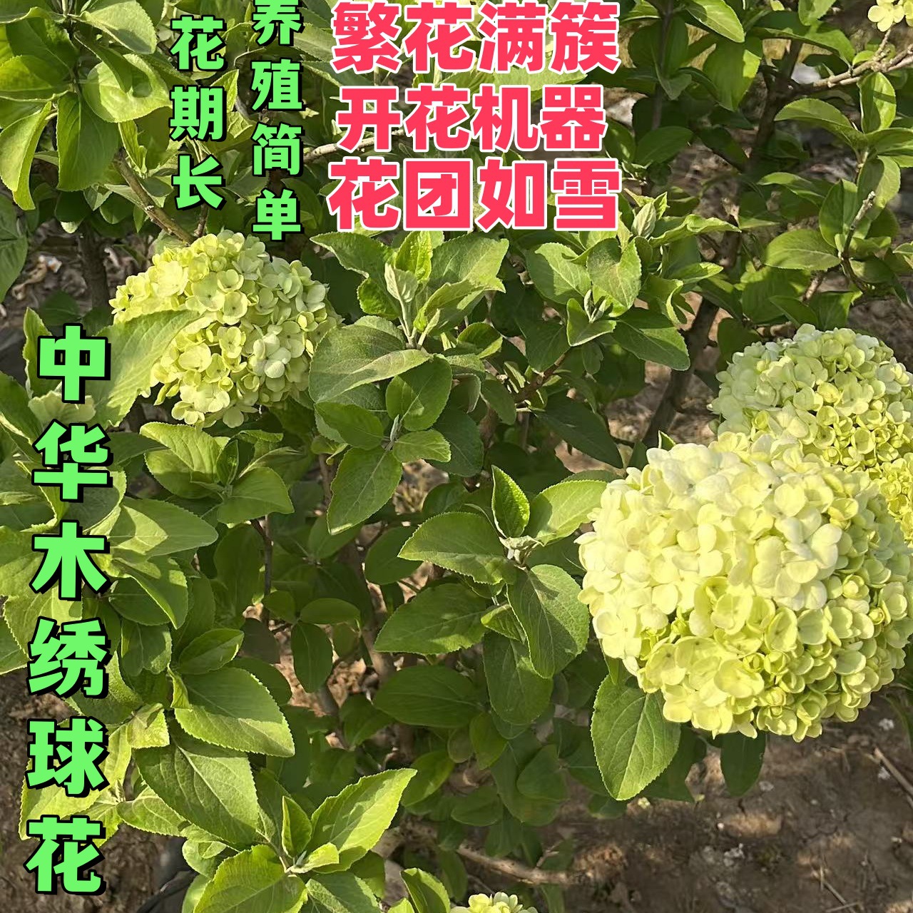 中华木绣球大花斗球 开花机器 花期长 易种植