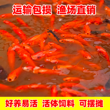 日本纯种锦鲤水花红白三色白写昭和活鱼草金小鱼苗幼苗淡水观赏鱼