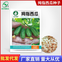 迷你拇指西瓜籽阳台庭院种植 可食用可观赏拇指小西瓜种子