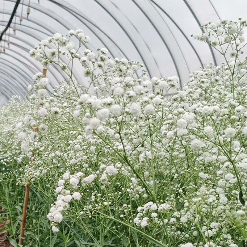 满天星花苗伊洛斯鲜切花小苗盆栽苗别墅庭院园林绿化植物基地直发