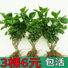 一件代发横县茉莉花盆栽苗老桩浓香花卉绿植室内阳台庭院四季开花