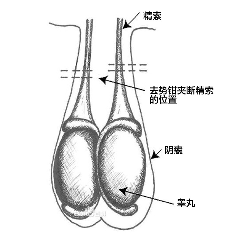 费尔佩格 兽用去势钳 牛羊不锈钢去势钳 公羊去势钳 阉羊钳包邮