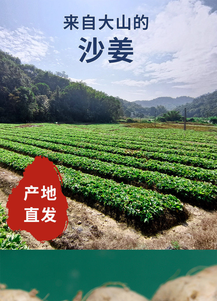 沙姜新鲜包邮可批发山奈三奈广东白切鸡种子苗老生姜香料调味配料