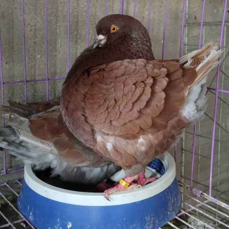 圆环鸽价格 出售大体元宝鸽子 红卡奴鸽 青年元宝鸽多少钱一对