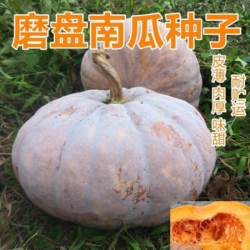 【48小时发货】磨盘大南瓜种子巨型特甜面大南瓜种籽高产味甜面高
