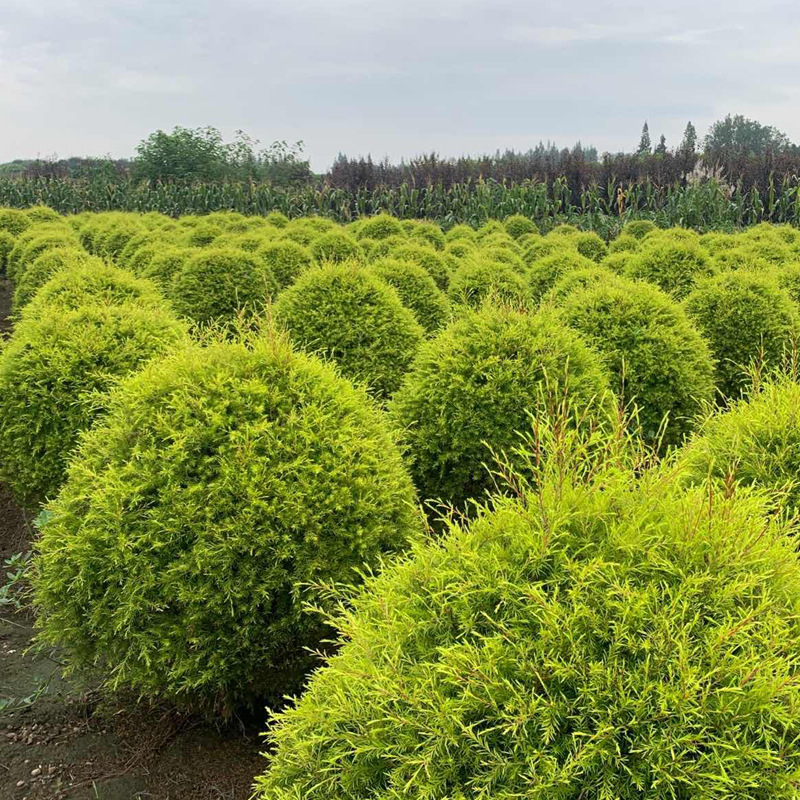 千层金球 羽状茶树 成都园林工程苗木 绿化工程灌木 观赏地被植物
