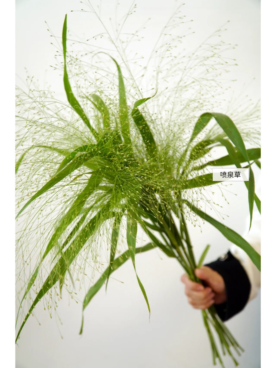 喷泉草鲜花百搭小清新花束配花配草婚庆花店团购用花云南昆明直发