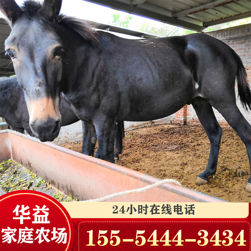 贵州山区用驴骡 马骡价格 去哪买骡子 哪有养骡子地方-阿里巴巴