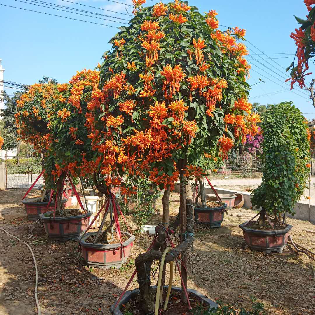 炮仗花盆栽批发爬藤植物炮仗花12米基地大量供应