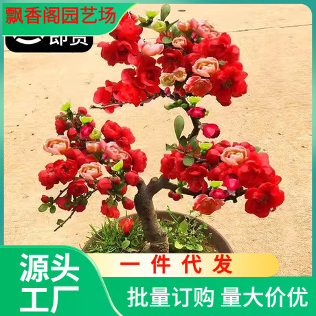 一件代发海棠花盆栽树苗老桩四季开花卉植物室内花庭院阳台名贵绿