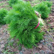 小茴香种子回香籽阳台蔬菜种孑茴香菜种籽四季南方菜籽种大全家庭