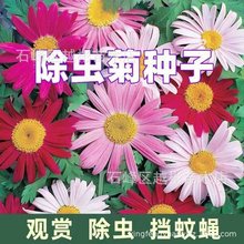 除虫菊种子驱虫菊花多年生混色花种子四季播种盆栽花种子