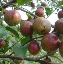 杂交油茶树籽 高产油茶树种子 山茶花种子 大果红花 白花油茶种子