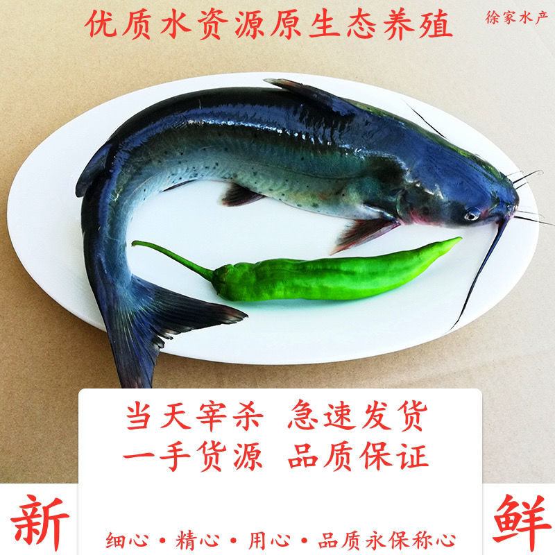 山泉清水原生态江团鱼鮰鱼钳鱼叉尾鮰肥沱梭边鱼烧烤火锅酸菜鱼