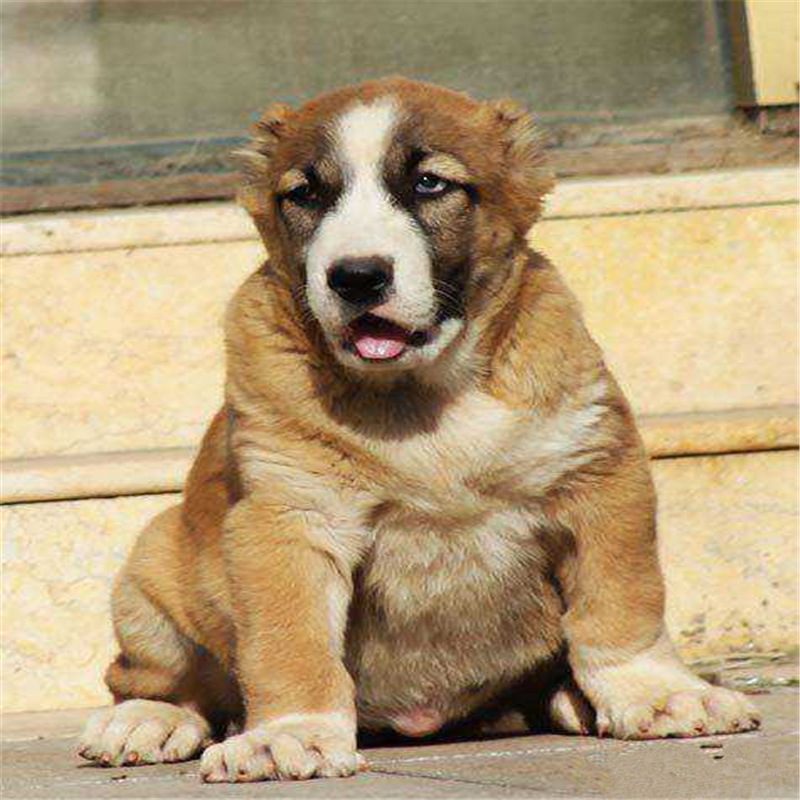 出售中亚牧羊犬幼犬中亚牧羊犬活体 看家中亚牧羊犬三月疫苗做完