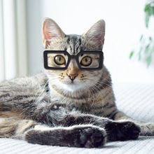 厂家现货宠物眼镜 狗狗泰迪个性搞怪装扮配饰 塑料透明猫咪眼镜