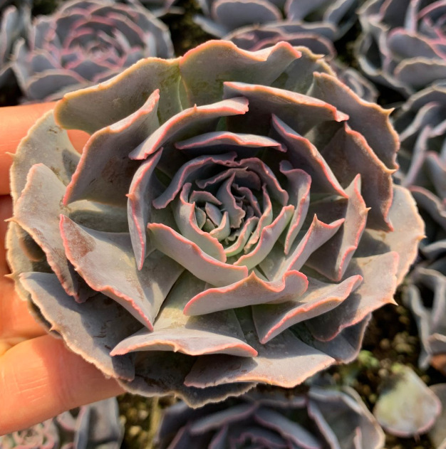 天羽多肉 安娜玫瑰 沙漠之星 大单头 裸根发 植物批发