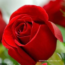 大红色玫瑰花苗盆栽老桩卡罗拉月季庭院阳台切花超特大玫瑰花四季