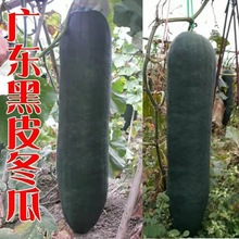 广东青皮冬瓜种子蔬果植物 蔬菜种子新品种出芽率高家庭原包装