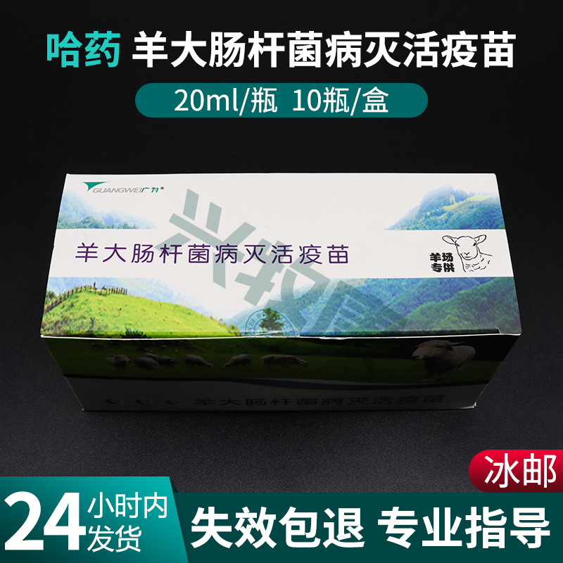 羊用疫苗哈药埃必应绵羊山羊大肠杆菌灭活疫苗羔羊痢 疾腹泻拉稀