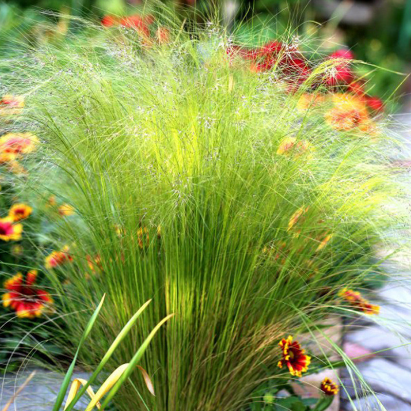 花草基地批发 细叶针茅苗 针芒苗盆栽地栽 基地花境花坛观赏草