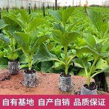 绣球花杯苗成活率高 3棵四季开花阳台盆栽地栽大花花卉无尽夏绣球