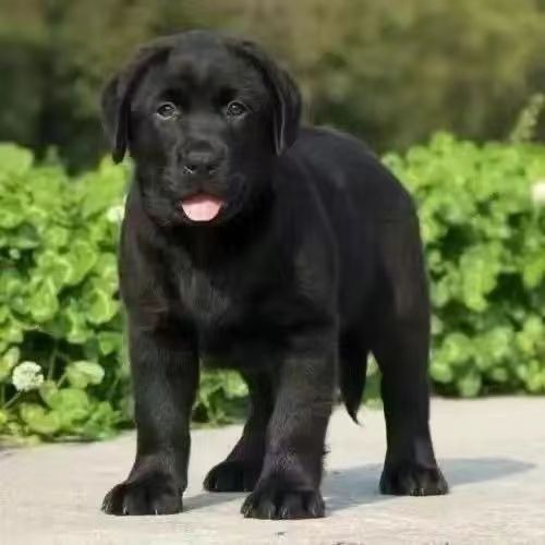 拉布拉多幼犬活体纯种聪明小狗狗中型犬短毛双血统高智商导盲犬