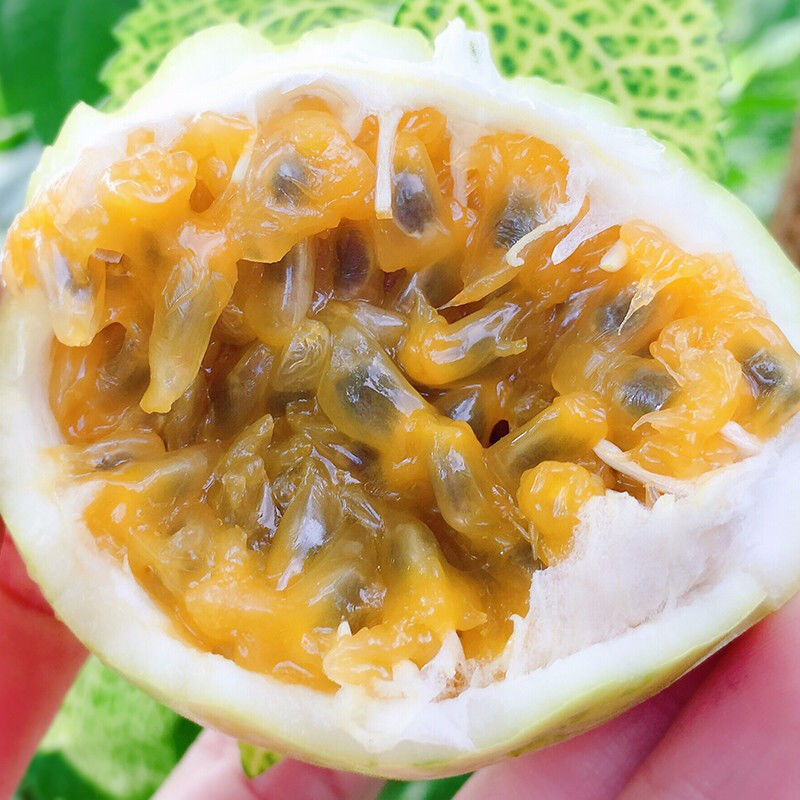 黄金百香果钦蜜9号新鲜当季现摘精选中果10个20个特大30个鸡蛋果 图片