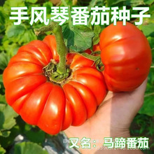 手风琴番茄种子特大个番茄种籽老品种番茄高产大果非转基因