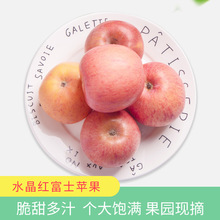 产地直供礼泉苹果水果陕西红富士苹果10斤1箱红富士苹果批发