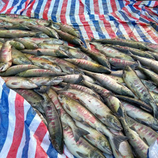 大马哈鱼野生冷冻黑龙江乌苏里江抚远洄游整条新鲜东北特产