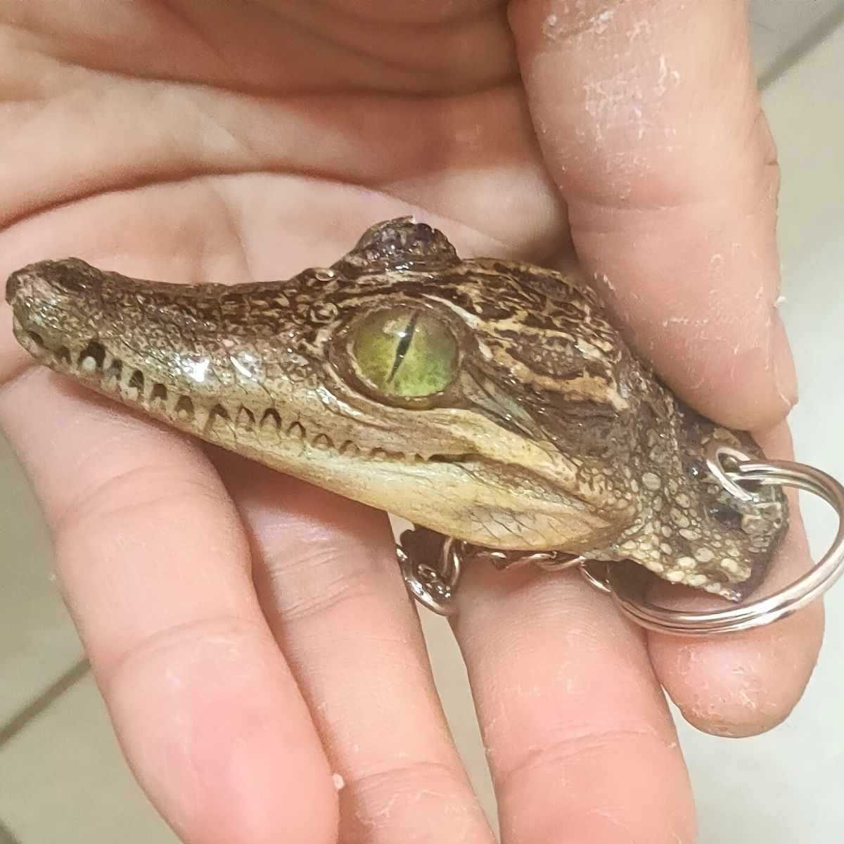 真鳄鱼头标本钥匙链 汽车钥匙链配饰 生日礼物礼品 鳄鱼标本 挂件