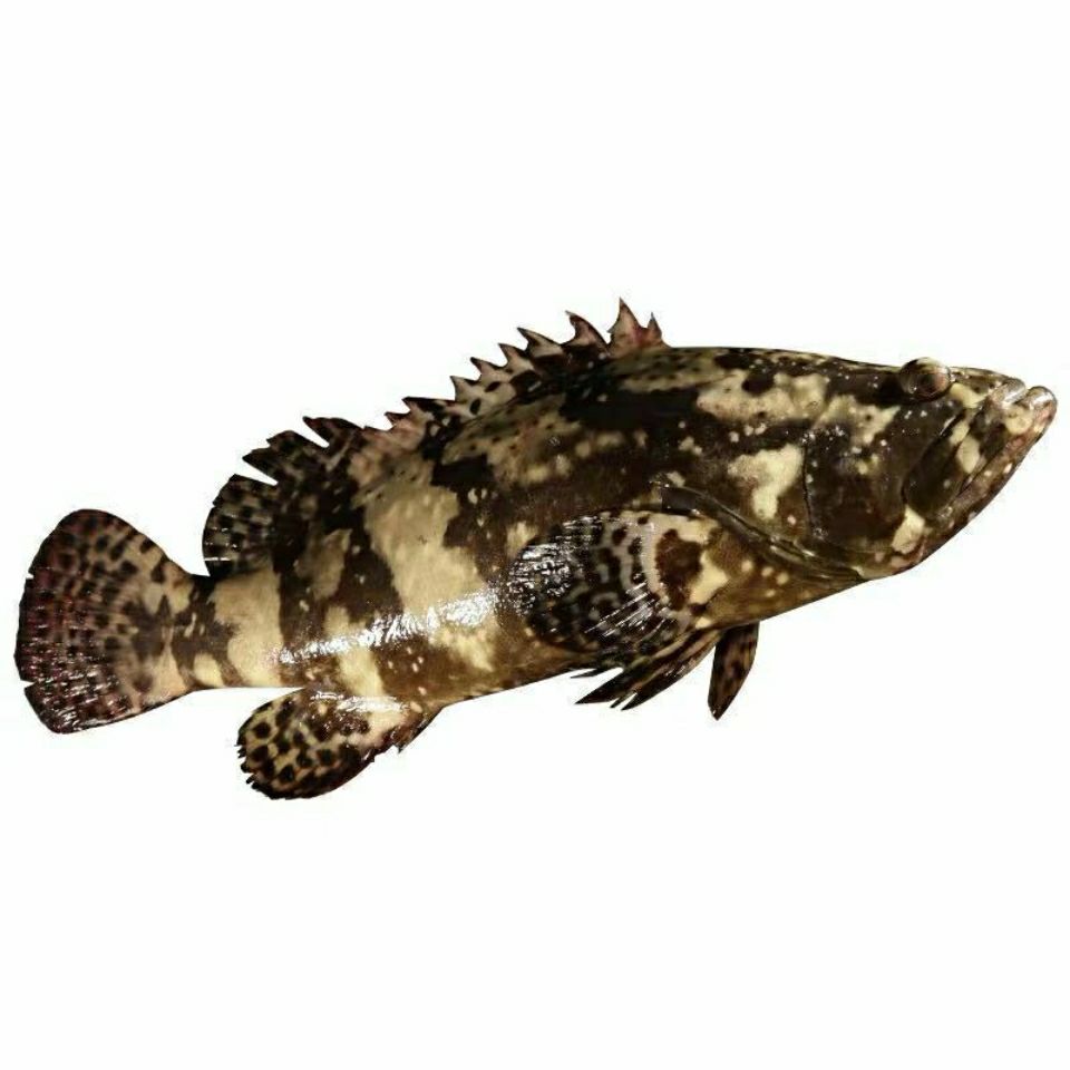 深海野生石斑鱼鲜活石斑鱼石斑鱼冷冻珍珠斑鱼龙胆老虎斑(1-6斤)