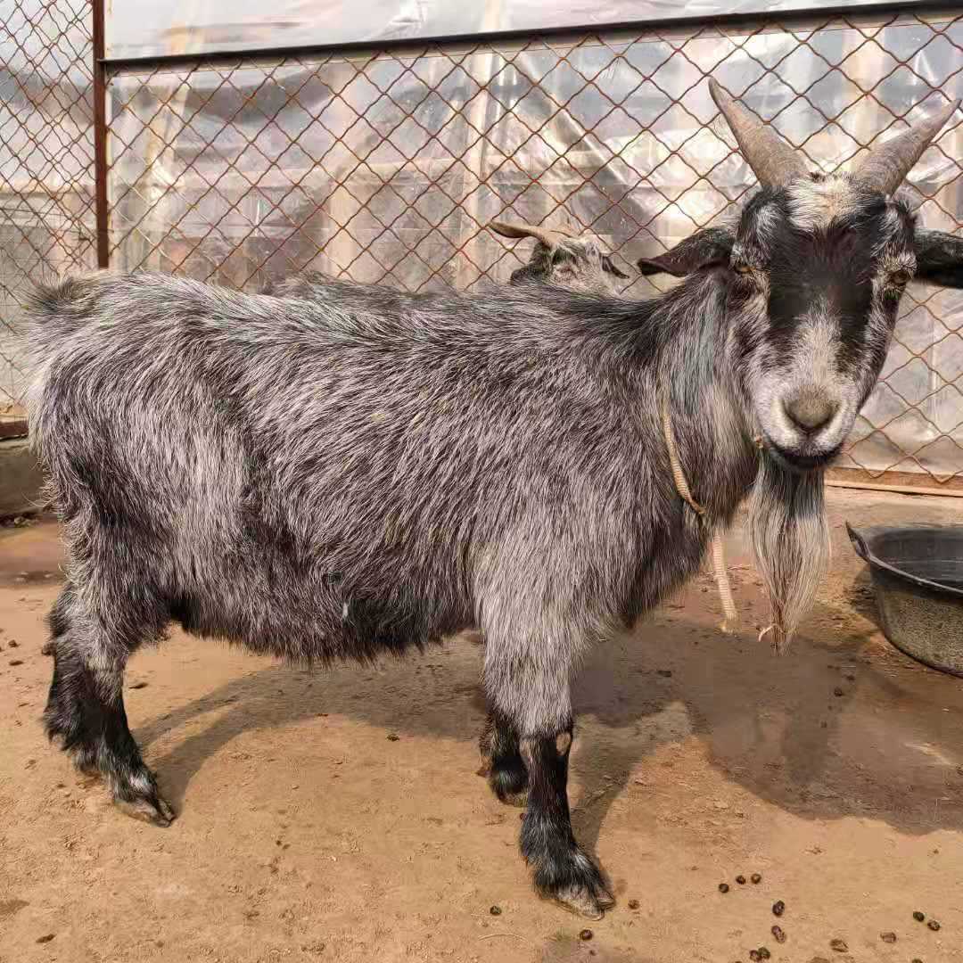 青山羊养殖效益 青山羊一年几胎 青山羊批发 青山羊羊羔苗