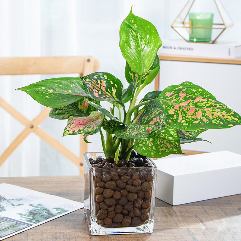 如意皇后盆栽绿萝室内水培植物栀子花红掌吉利红好养植物碧玉花卉