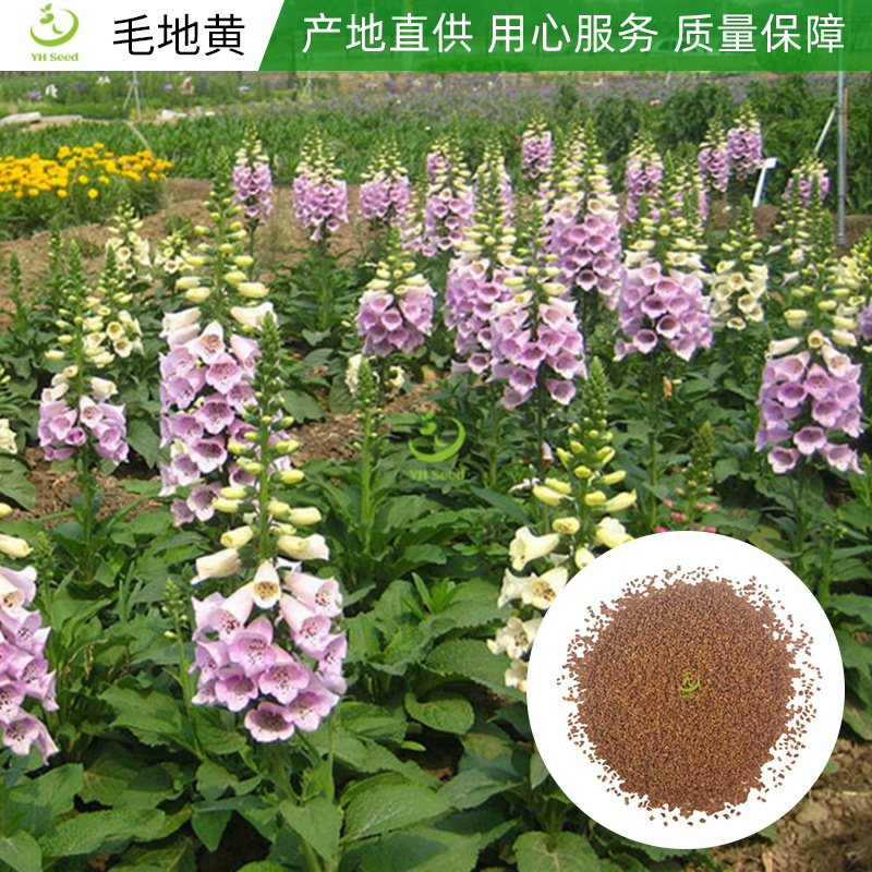 原产地批发毛地黄种子 易活花卉种子 一二年生花卉种子-阿里巴巴