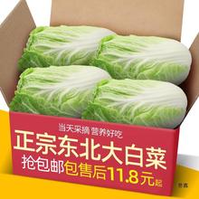 山东潍坊大白菜新鲜10斤包邮鲜嫩蔬菜农家自种黄心包心菜整颗白菜