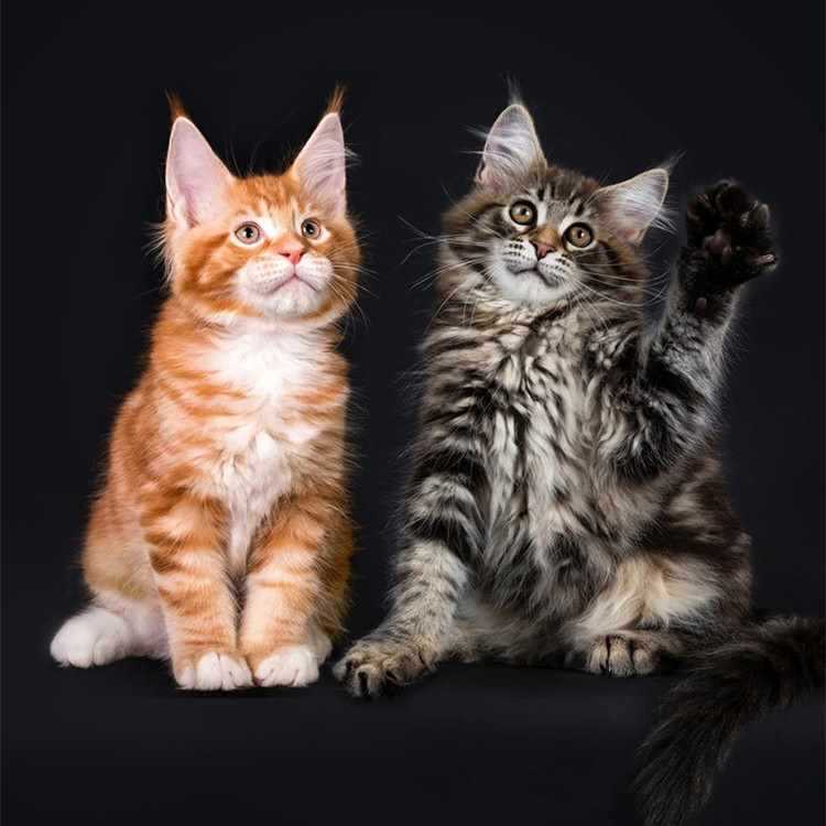 缅因猫幼猫纯种库恩猫银虎棕虎烟灰缅因猫长毛猫巨型猫幼崽宠物猫