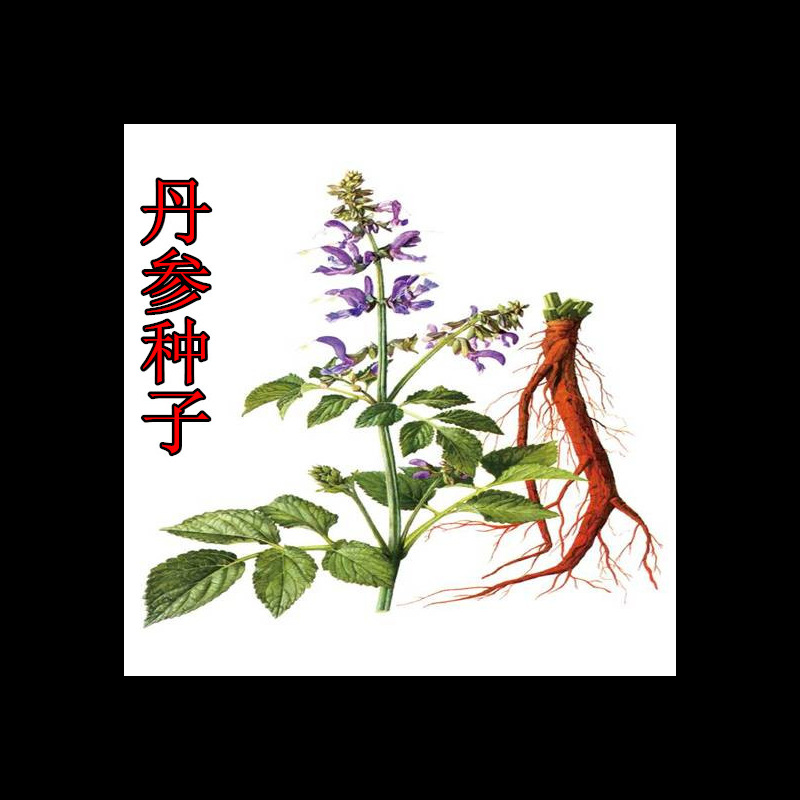 材种子新丹参种子丹参籽血参红丹参种苗紫丹参材种子-阿里巴巴