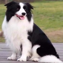 纯种瑞士牧羊犬幼犬活体白德牧幼崽血统白色牧羊犬看家护院大型犬