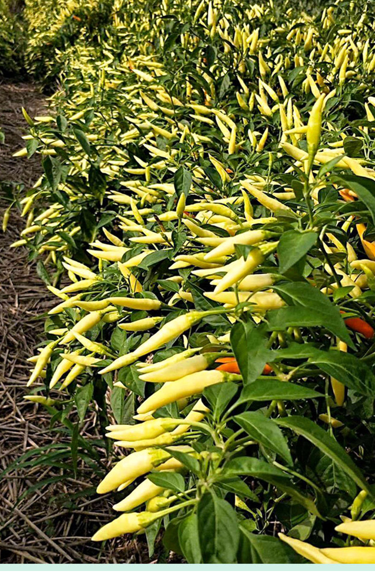 玉脂小米辣朝天椒种子 农田菜地盆栽种植辣味强腌制小辣椒籽