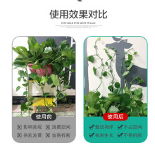 绿植固定器爬墙绿萝爬藤花墙壁上卡扣植物吊兰藤蔓花卉固定器室内