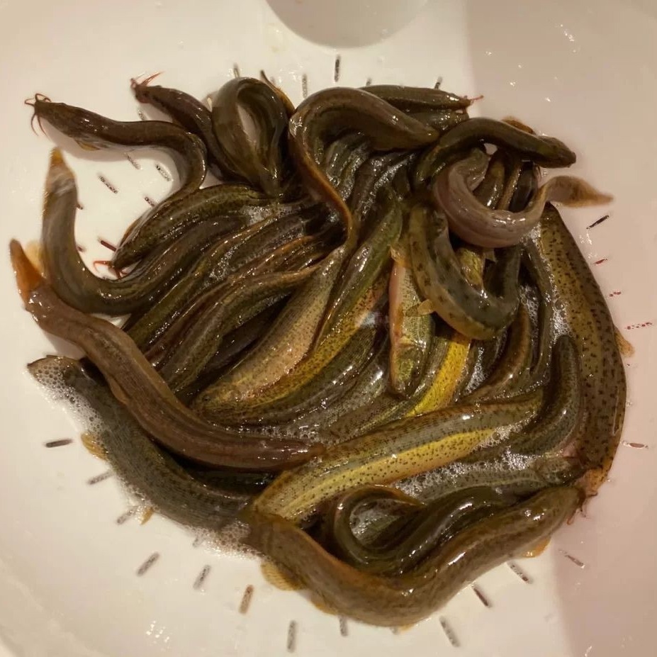 大泥鳅苗寸苗钓鱼打窝路亚养殖宠物鱼龙鱼饵料龟鳖蛇活饵按斤称