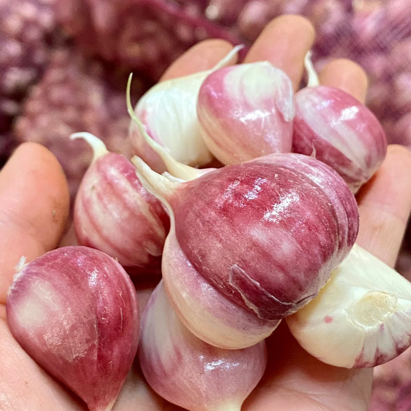 云南紫皮大蒜3斤装25.9元包邮一件代发新鲜云南紫皮三丫蒜